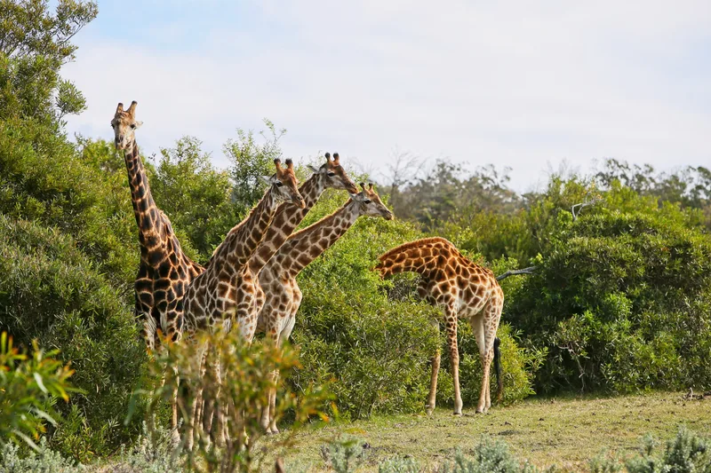 Group Giraffes Standing Grass Covered Hill Near Trees