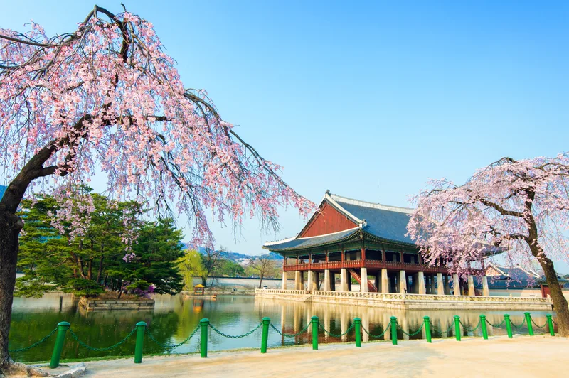 Gyeongbokgung Palace With Cherry Blossom Spring Korea