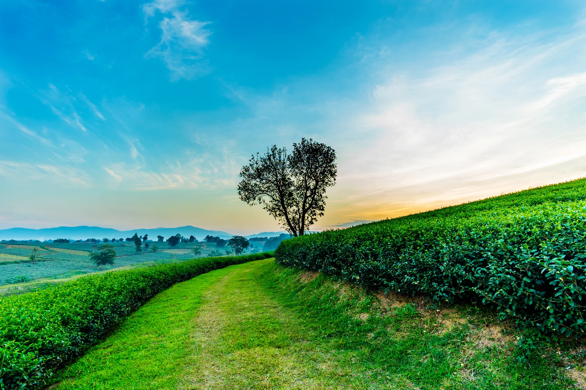 Heart Shape Tree With Tea Plantation Landscape Chiang Rai Thailand. Nature wallpaper. 3936×2624px. Free download for perso…