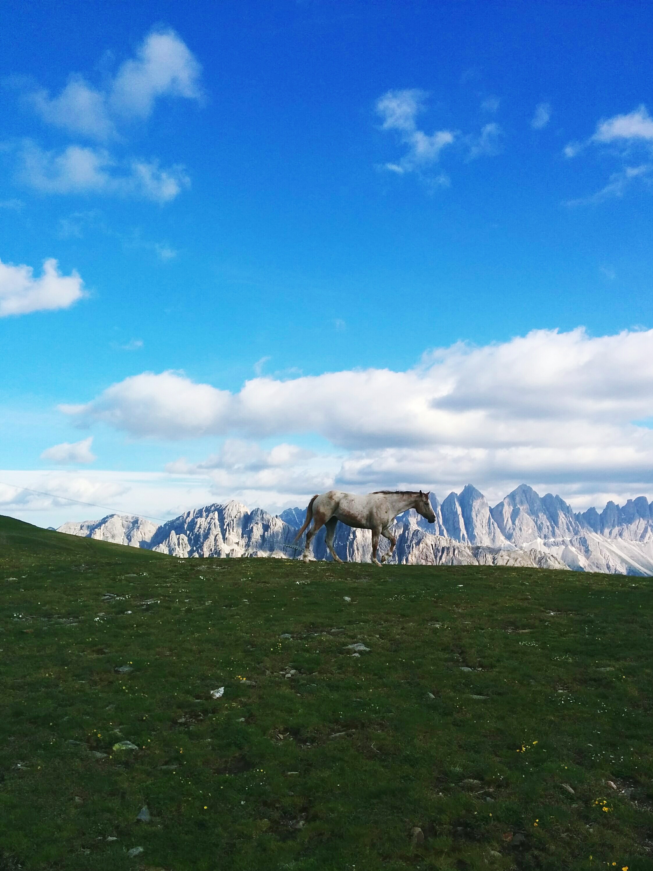 Horse Walking Grazing Field By Snowcapped Mountain Against Cloudy Sky