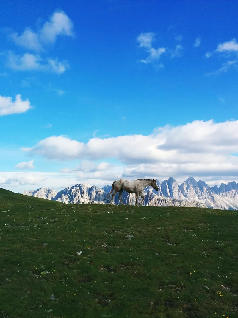 Horse Walking Grazing Field By Snowcapped Mountain Against Cloudy Sky
