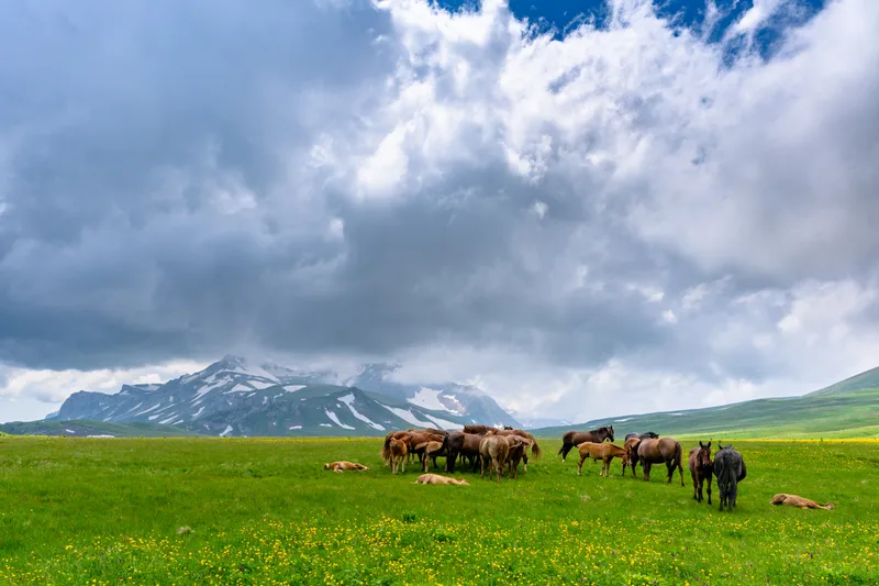 Horses Alpine Mountains Beautiful Landscape With Mountains Green Grassy Meadows Springtime
