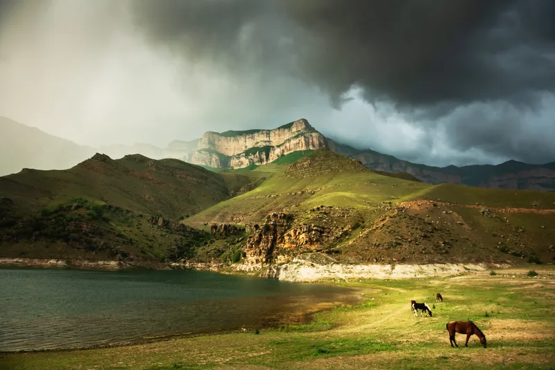 Horses Grazing Shore Mountain Lake Gizhgit Lake North Caucasus Russia