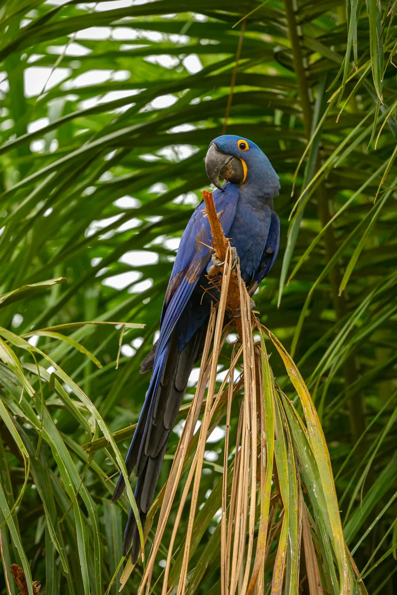 Hyacinth Macaw Close Up Palm Tree Nature Habitat