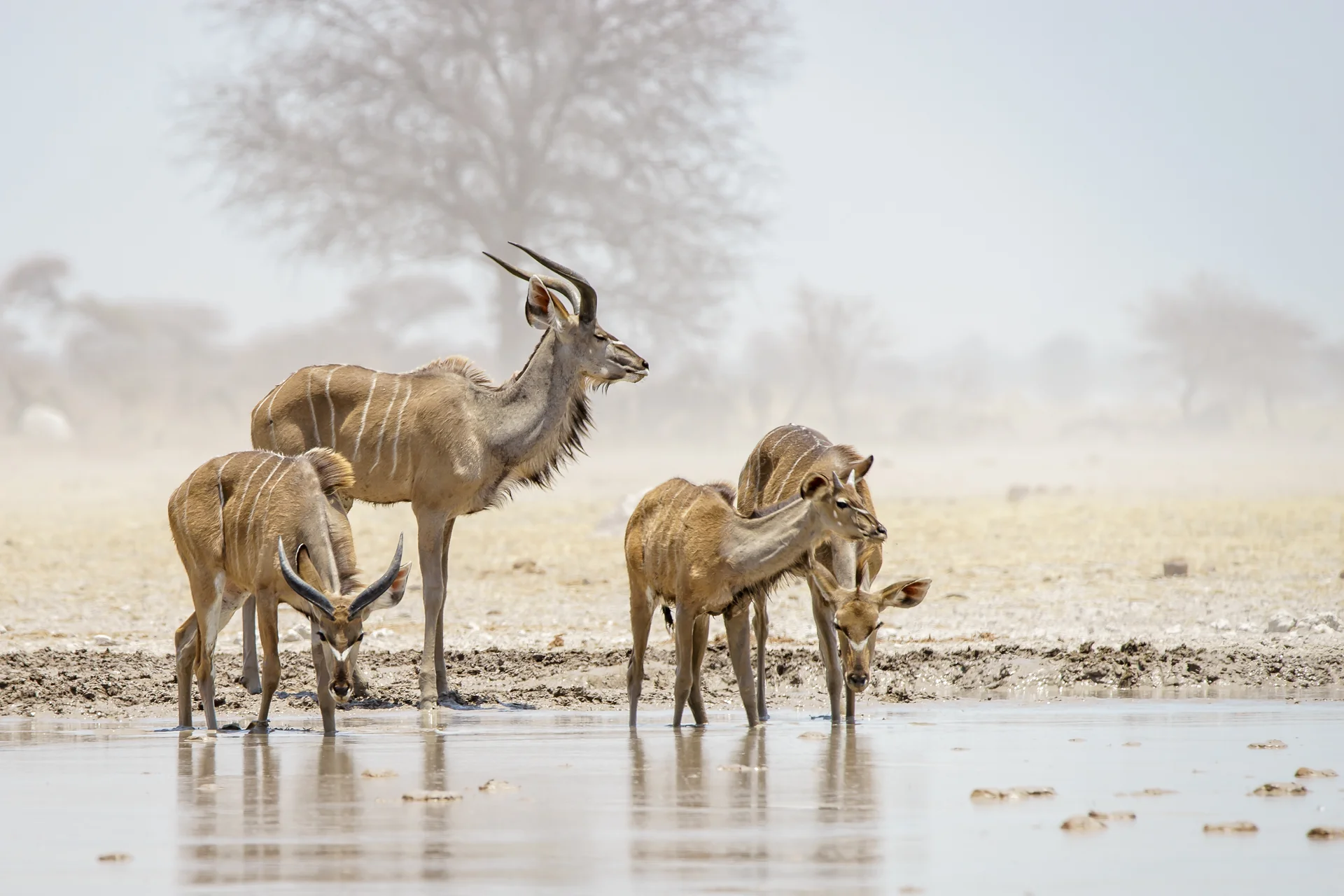 Kudus Drinken Nxai Pan Botswana. Uncategorized wallpaper. 4655×3103px. Free download for personal use.