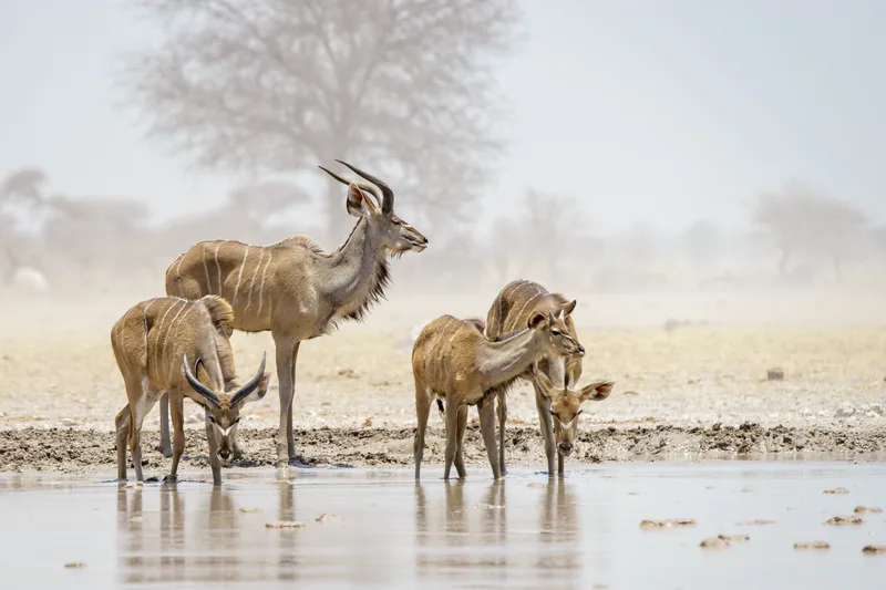 Kudus Drinken Nxai Pan Botswana