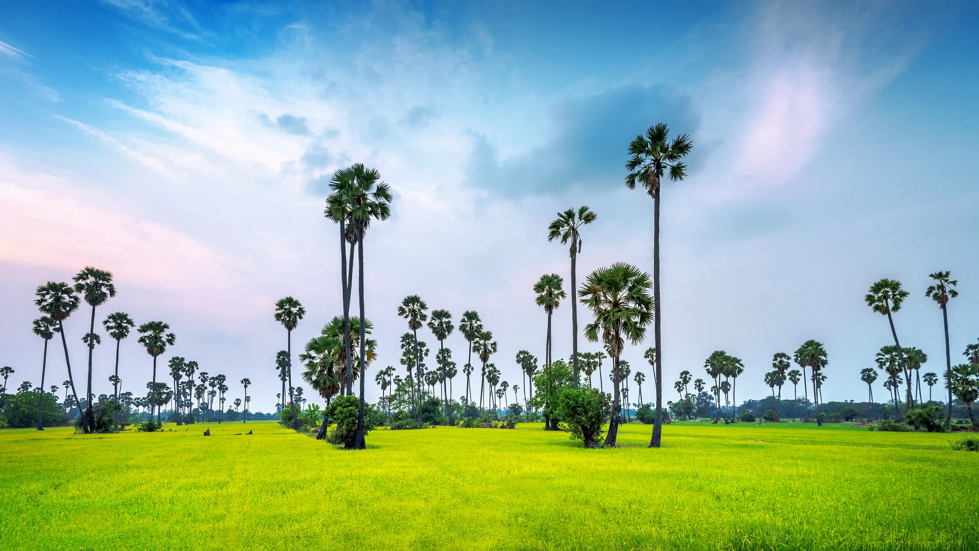Landscape Sugar Palm Rice Field. Nature wallpaper. 4928×2772px. Free download for personal use.