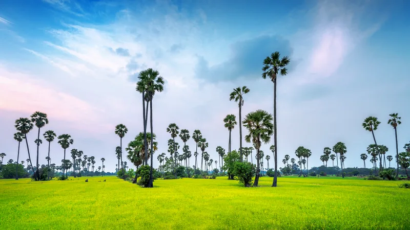 Landscape Sugar Palm Rice Field
