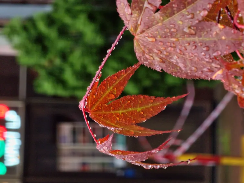 Leaf With Water Drops It Red Green Tree Background