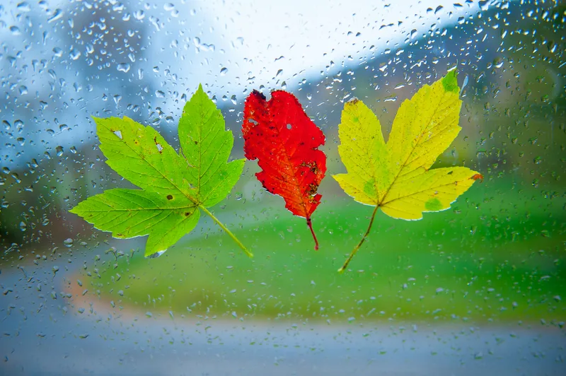 Leaves