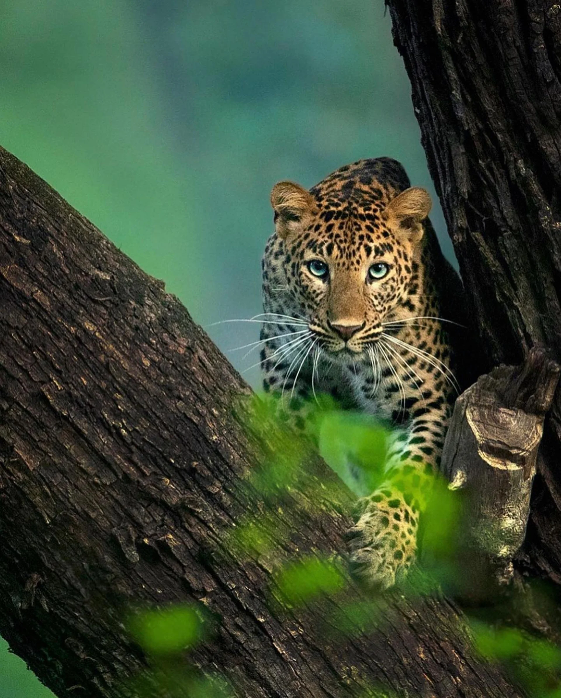 Leopard Cheetah Black Panther Wild Dangerous Animals. Animals wallpaper. 2574×3200px. Free download for personal use.