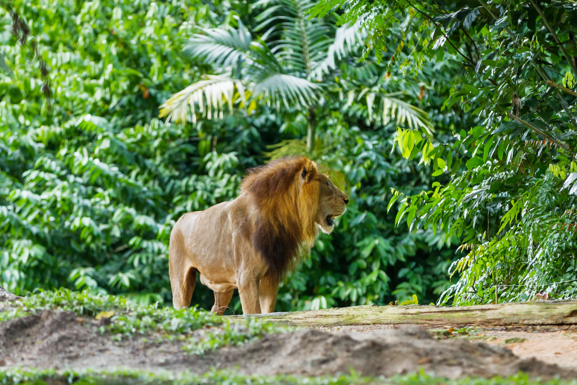 Lion Panthera Leo Jungle Forest. Nature wallpaper. 4000×2667px. Free download for personal use.