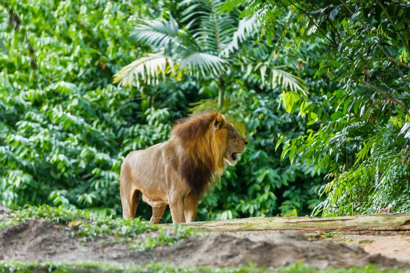 Lion Panthera Leo Jungle Forest