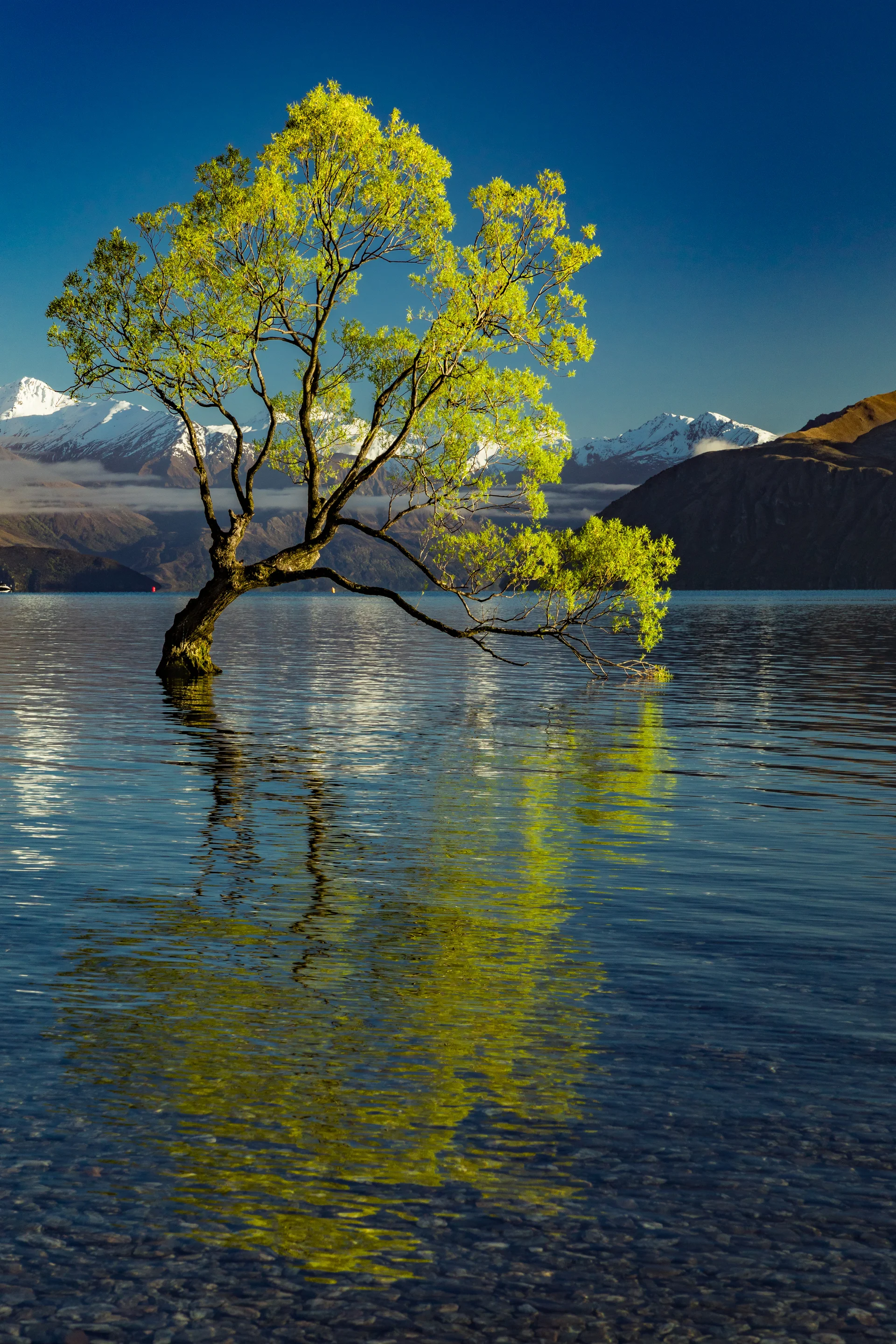 Lonely Tree Lake Wanaka Snowy Buchanan Peaks South Island New Zealand 1. Nature wallpaper. 4361×6541px. Free download for …