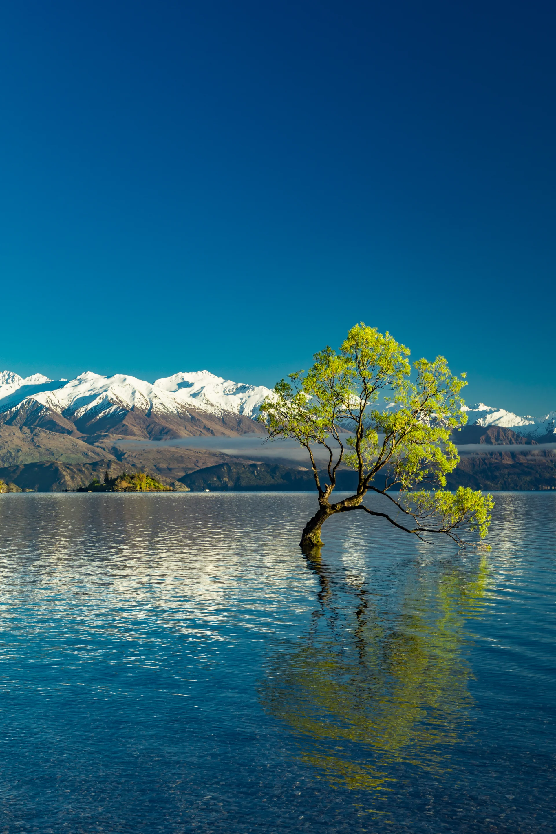 Lonely Tree Lake Wanaka Snowy Buchanan Peaks South Island New Zealand. Nature wallpaper. 4385×6577px. Free download for pe…