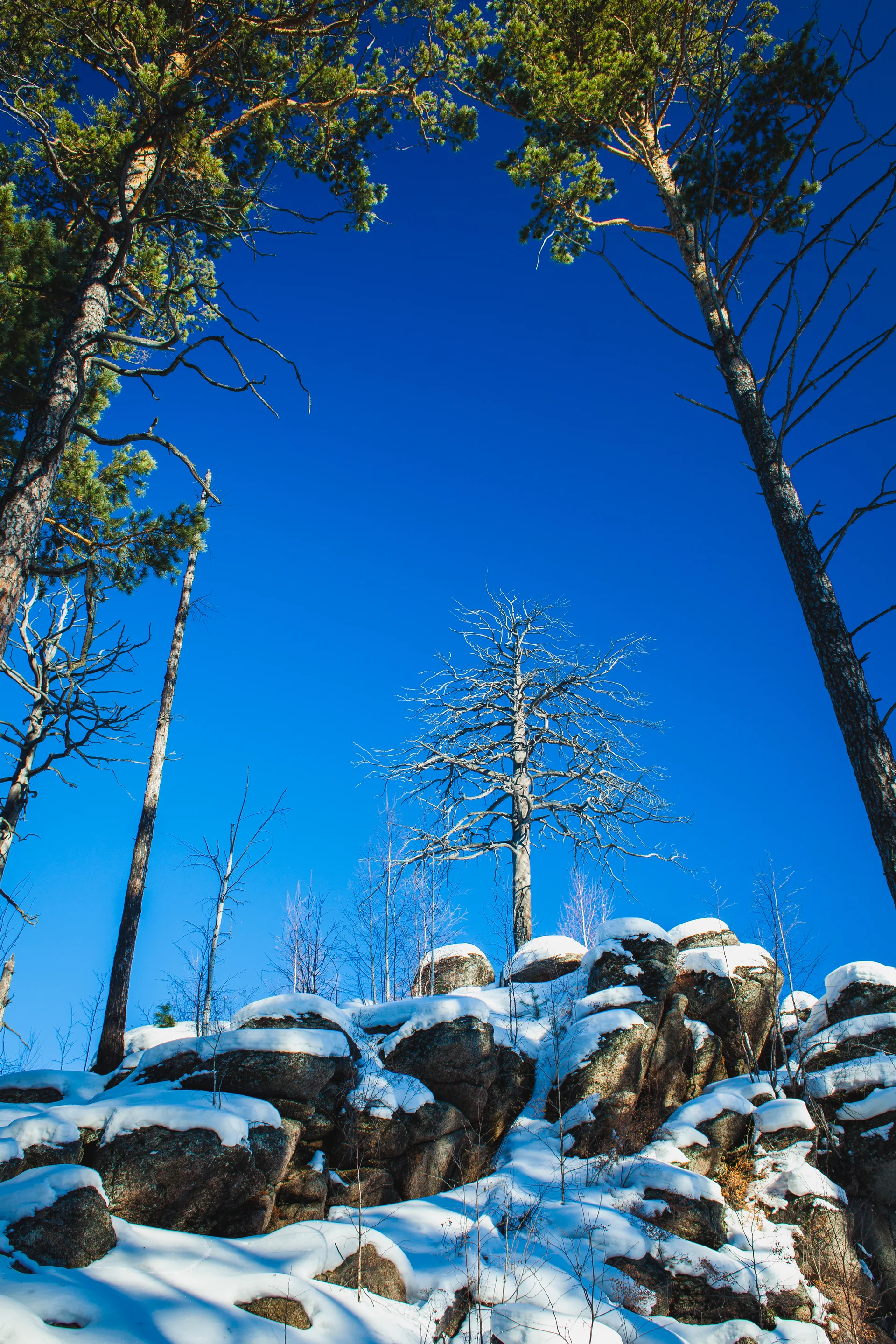 Lonely Tree Rock Winter Siberian Taiga. Nature wallpaper. 3499×5248px. Free download for personal use.