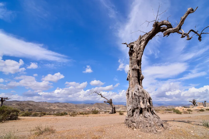 Low Angle Shot Dead Tree Desert Land With Clear Blue Sky