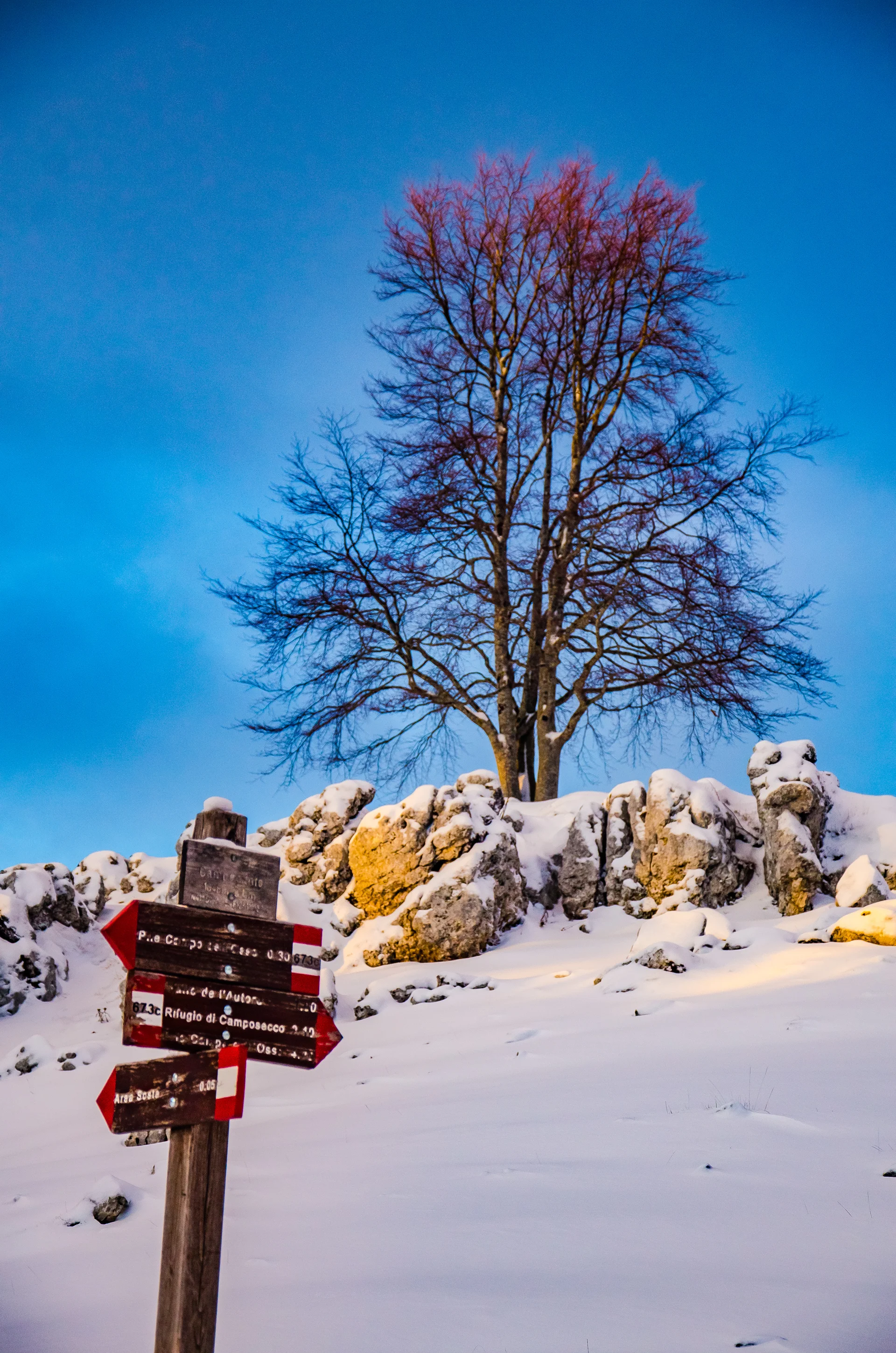 Low Angle View Bare Trees Against Sky Winter. Nature wallpaper. 3264×4928px. Free download for personal use.