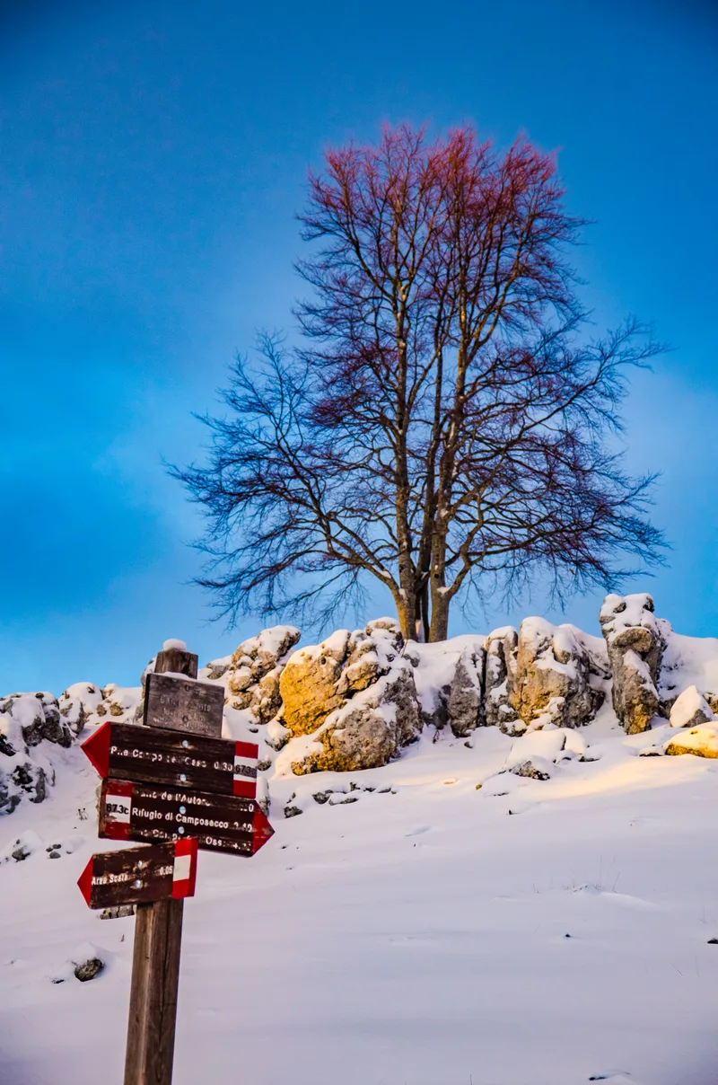 Low Angle View Bare Trees Against Sky Winter