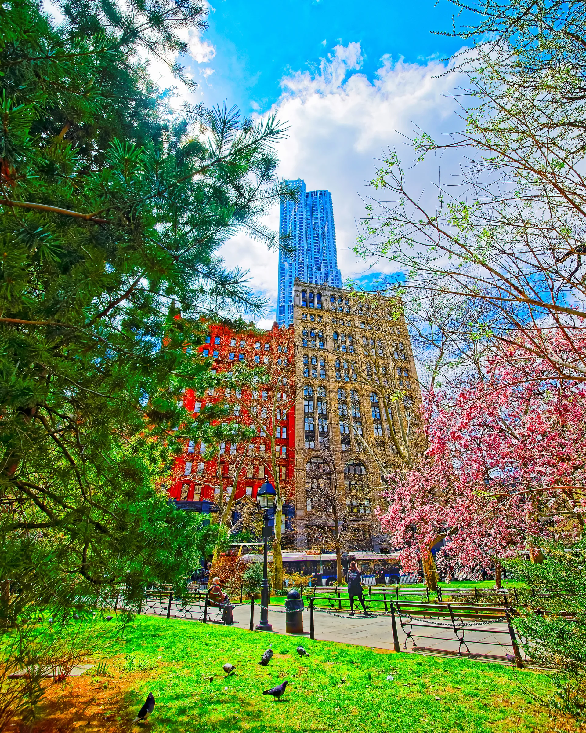 Magnolia Trees Blossom City Hall Park Lower Manhattan New York Usa View With Skyline Skyscrapers Architecture Nyc Nature B…