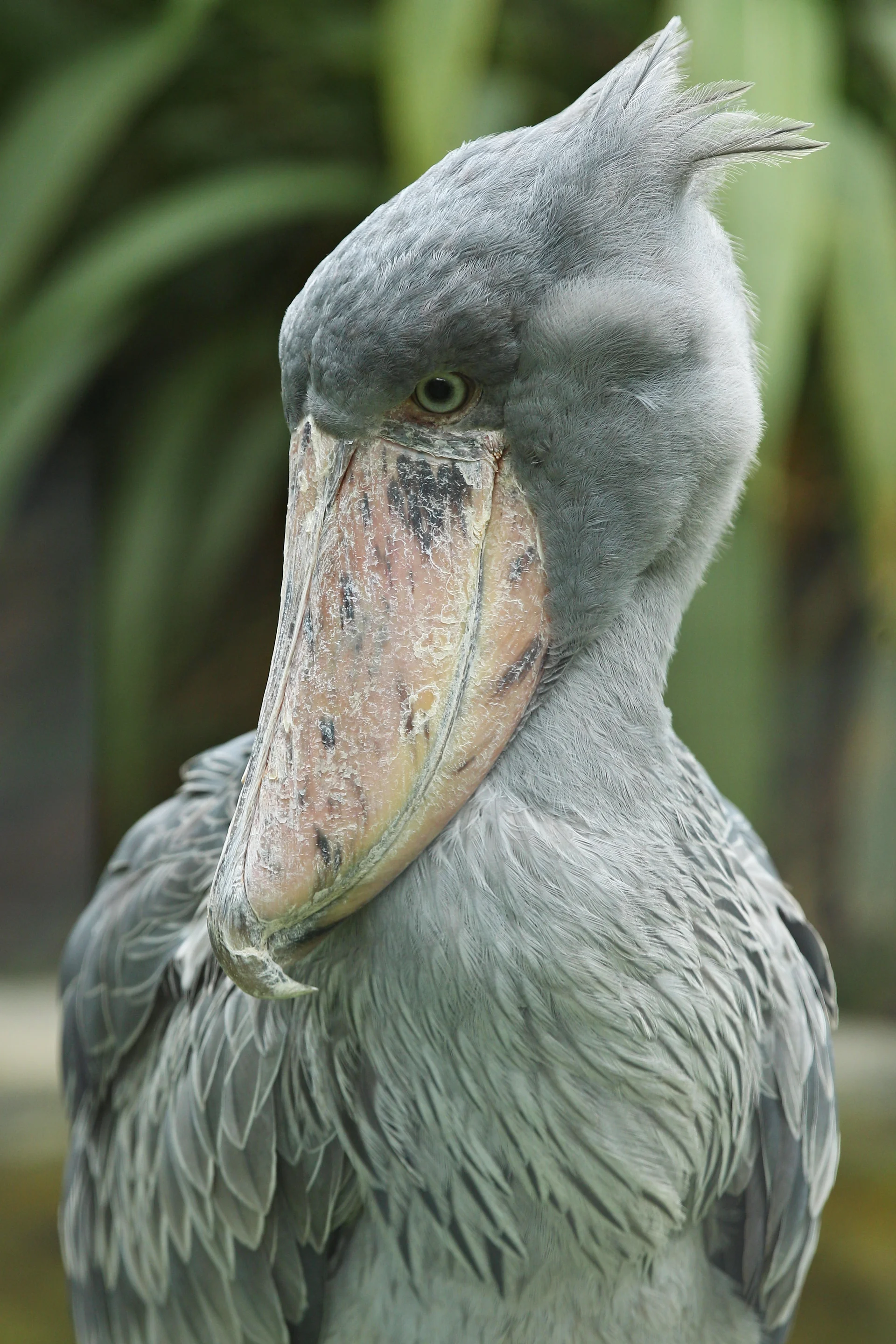 Majestic Prehistorical Shoebill Bird. Animals wallpaper. 3066×4599px. Free download for personal use.