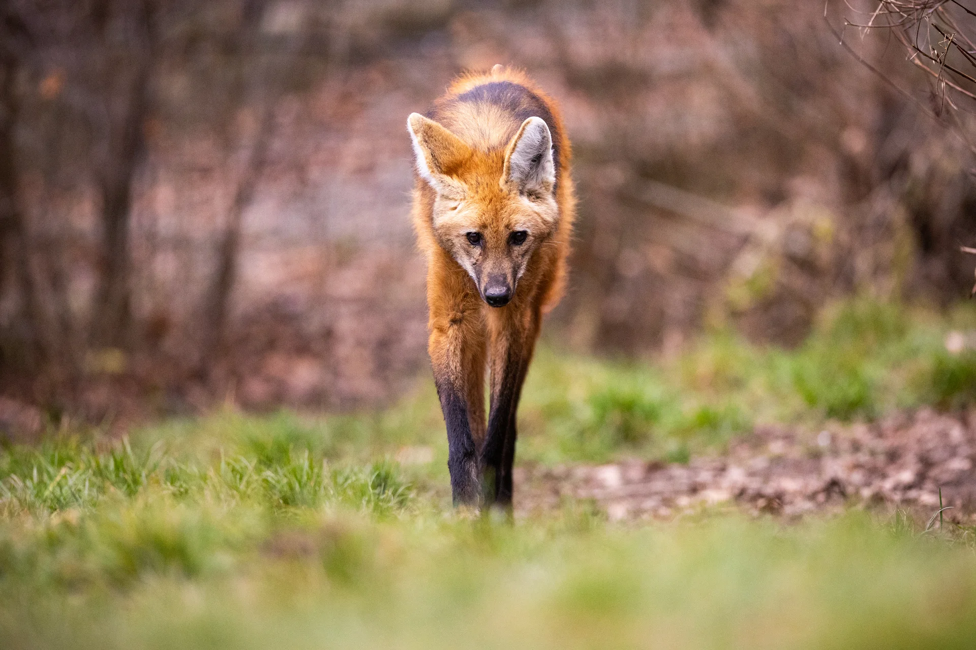 Maned Wolf His Nature Habitat Beautiful Meadows Amazing Animals Nature Environment South America. Animals wallpaper. 5167×…