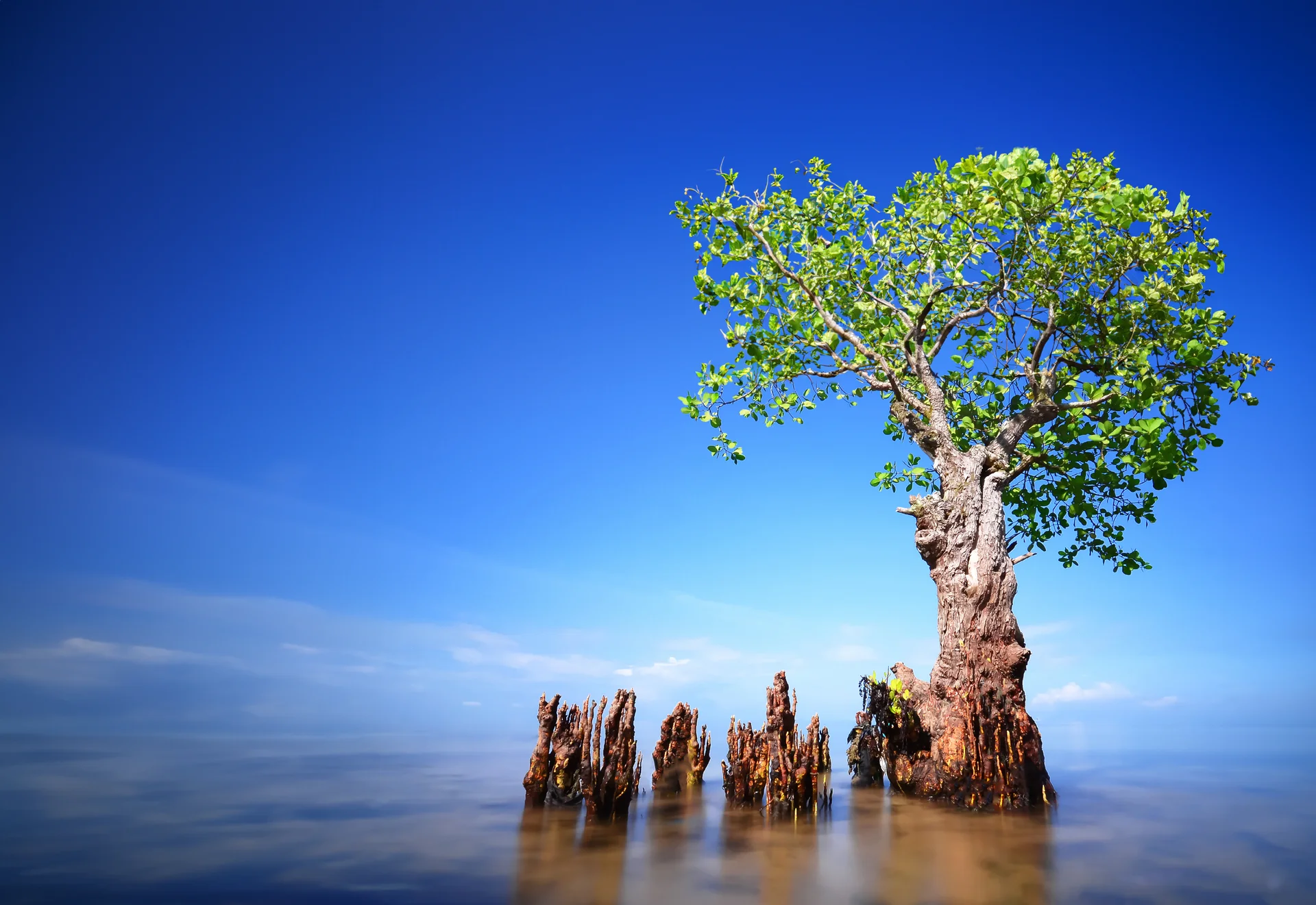 Mangrove Tree Sea Blue Sky. Nature wallpaper. 6025×4147px. Free download for personal use.