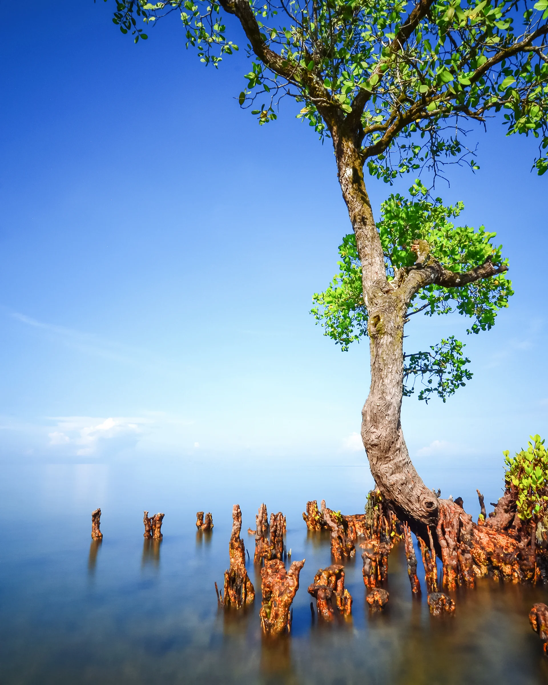 Mangrove Tree With Blue Bright Sky Background. Nature wallpaper. 2000×2500px. Free download for personal use.
