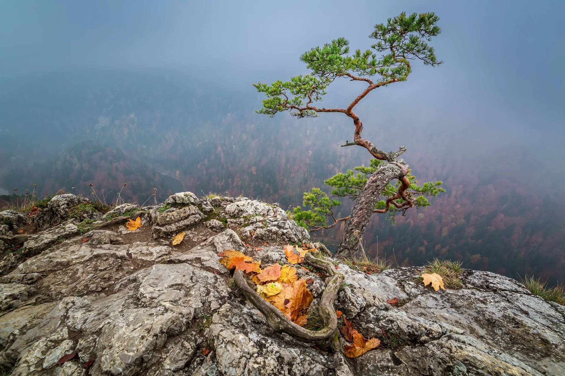Misty Dawn Sokolica Peak Pieniny Mountains Poland. Uncategorized wallpaper. 5408×3605px. Free download for personal use.