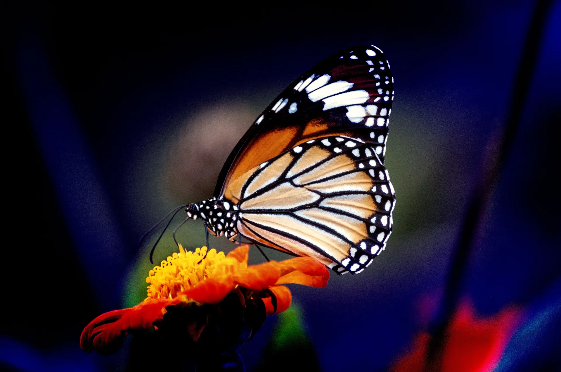 Monarch Butterfly Is Flower With Blue Background. Nature wallpaper. 4288×2848px. Free download for personal use.