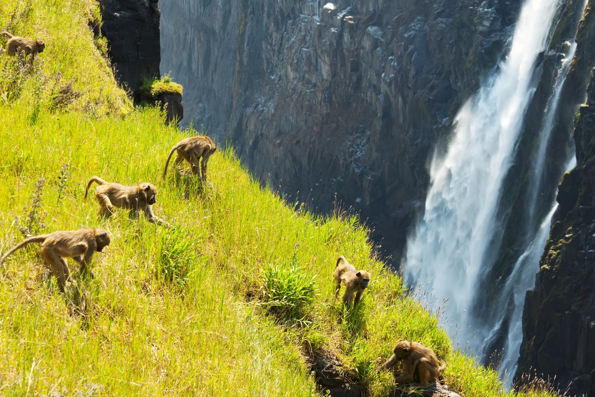 Monkey. Uncategorized wallpaper. 5616×3744px. Free download for personal use.