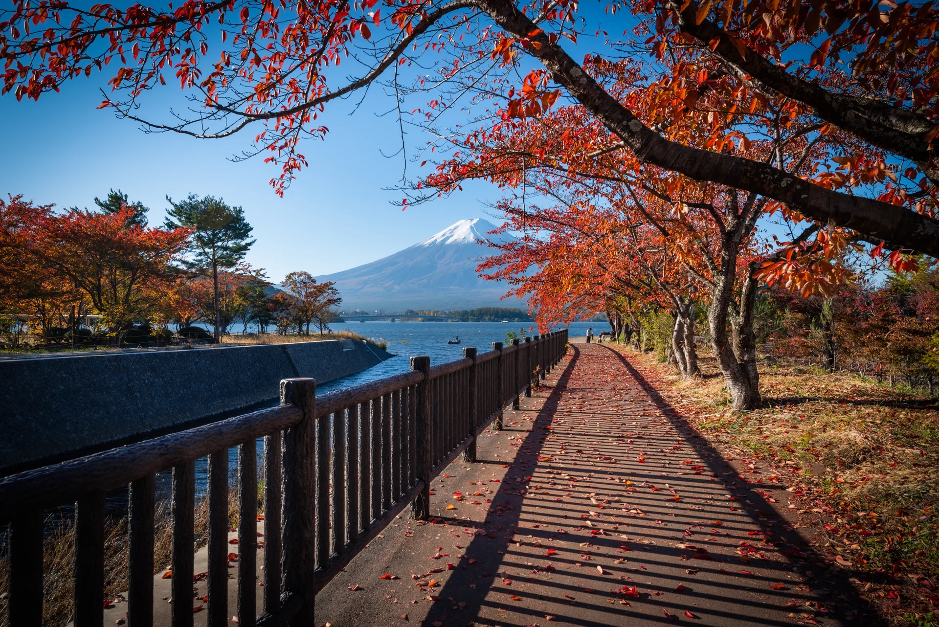 Mt Fuji Lake Kawaguchiko With Autumn Foliage Daytime Fujikawaguchiko Japan. Nature wallpaper. 5931×3959px. Free download f…