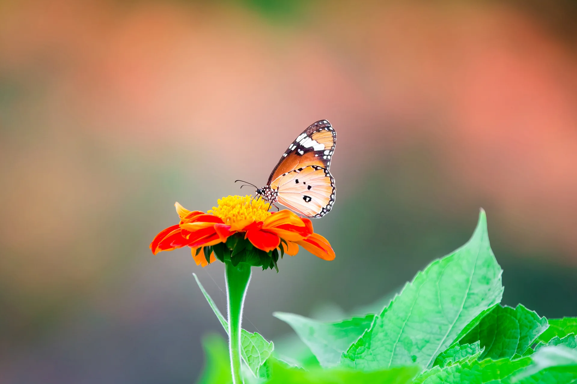 Orange Butterfly Flower Nature Background. Nature wallpaper. 4800×3201px. Free download for personal use.