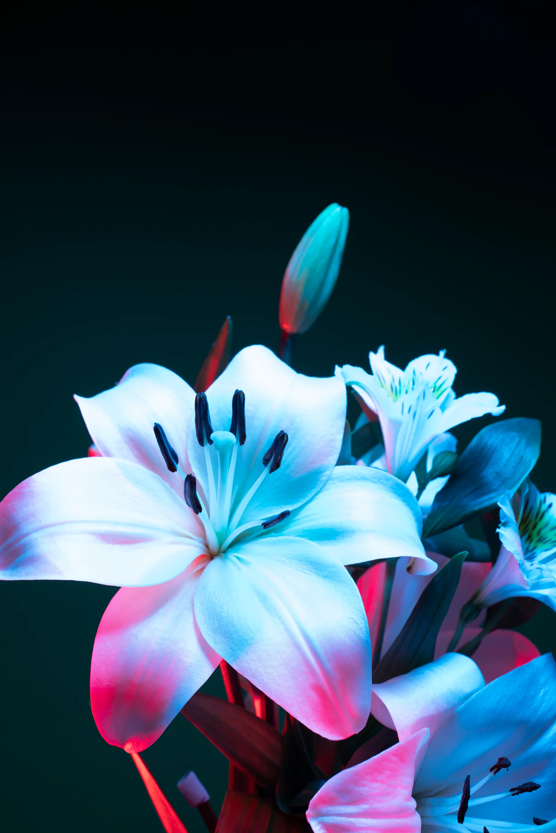 Orchid Flower Against Black Background. Dark wallpaper. 4912×7360px. Free download for personal use.