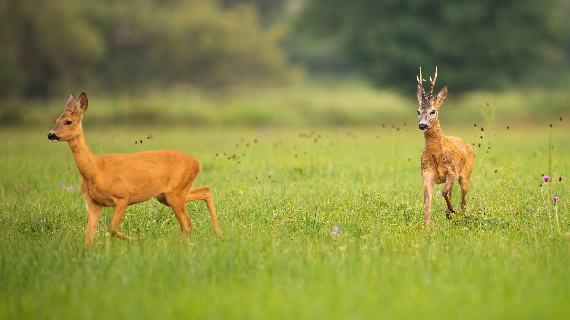 Pair Roe Deer Buck Doe Mating Season Summer. Animals wallpaper. 4634×2607px. Free download for personal use.