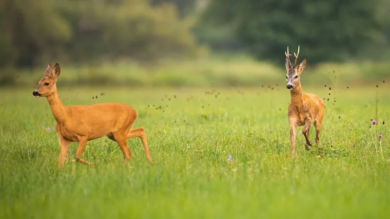 Pair Roe Deer Buck Doe Mating Season Summer