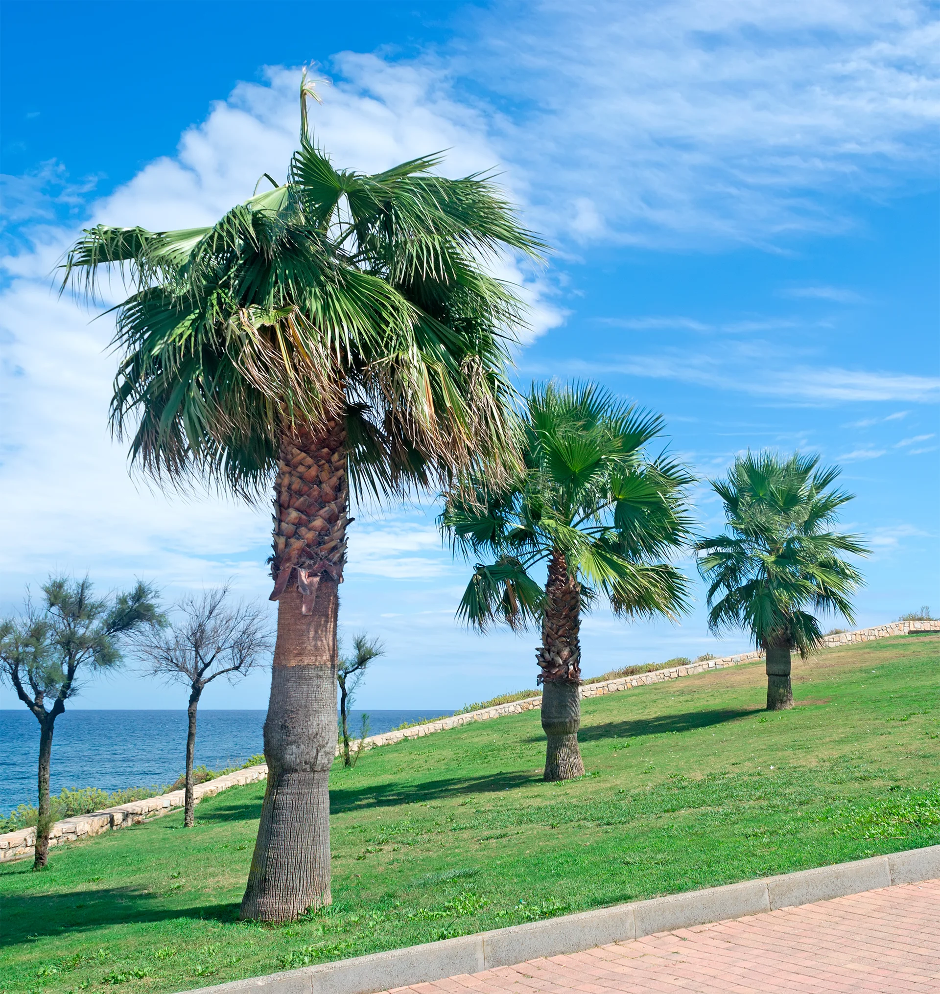 Palm Trees Balai Coastline Sardinia. Uncategorized wallpaper. 2000×2116px. Free download for personal use.