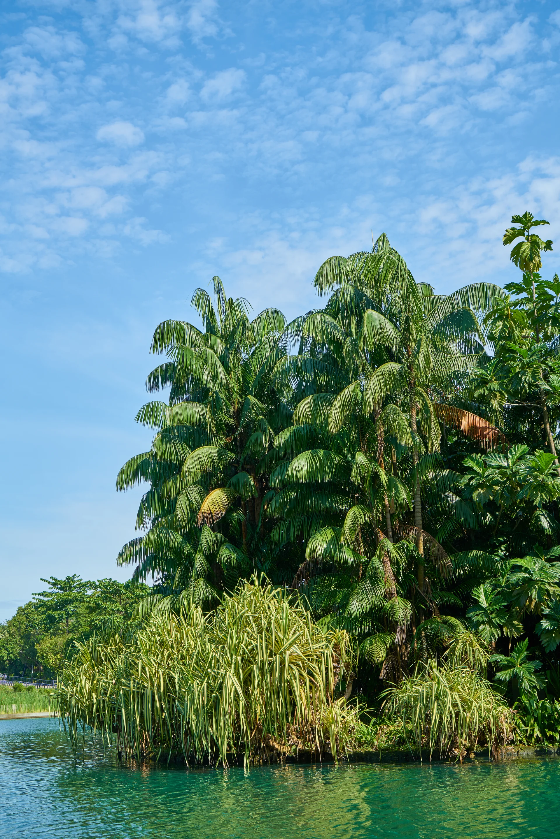 Palm Trees Shrubs Lake. Nature wallpaper. 5053×7576px. Free download for personal use.