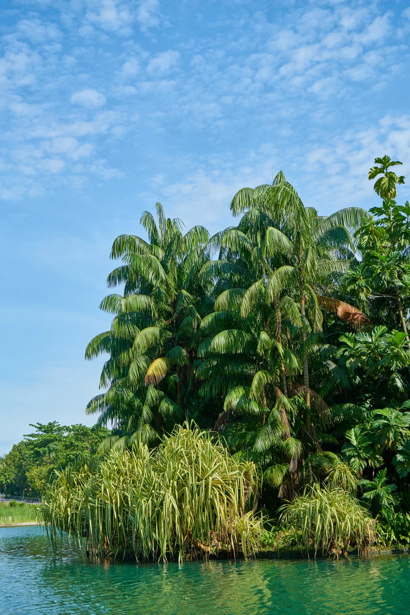Palm Trees Shrubs Lake