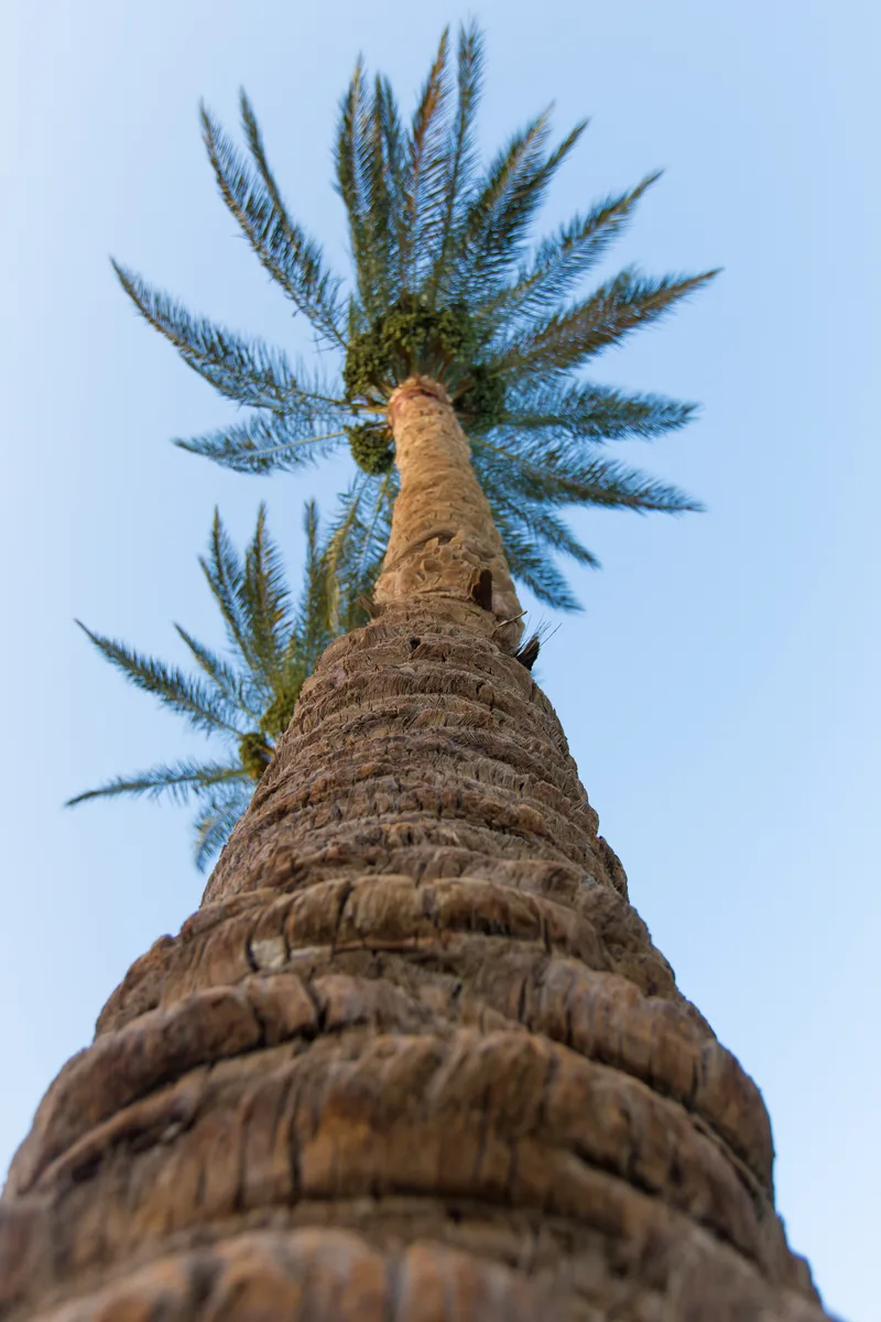 Palm Trees
