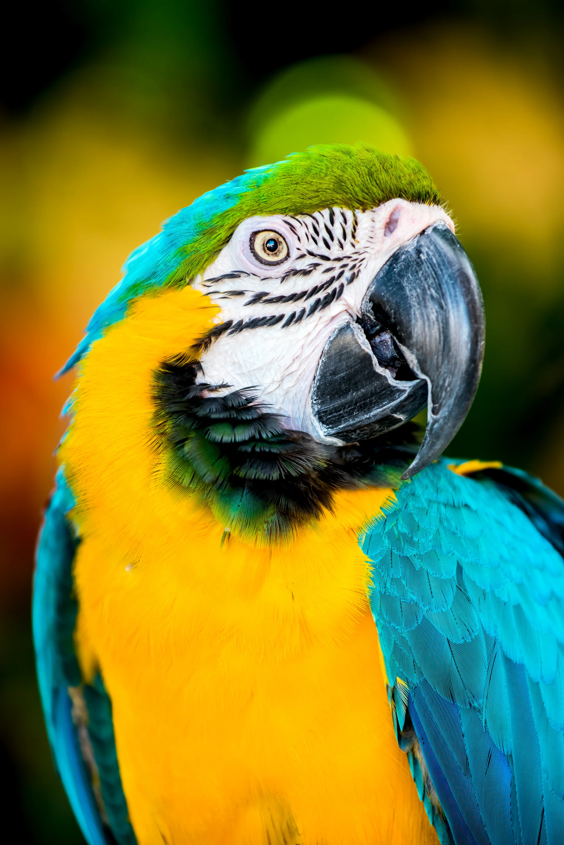 Parrot Lovely Bird Animal Pet. Animals wallpaper. 3338×5000px. Free download for personal use.