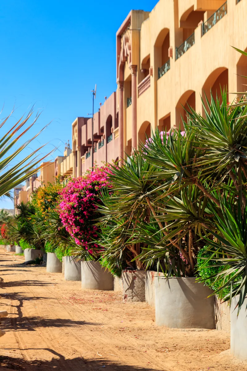 Pedestrian Walkway Sea Beach Palm Trees