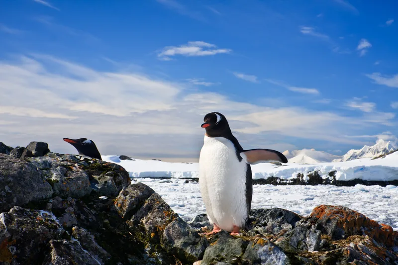 Penguins Nest Antarctica Nature Concept
