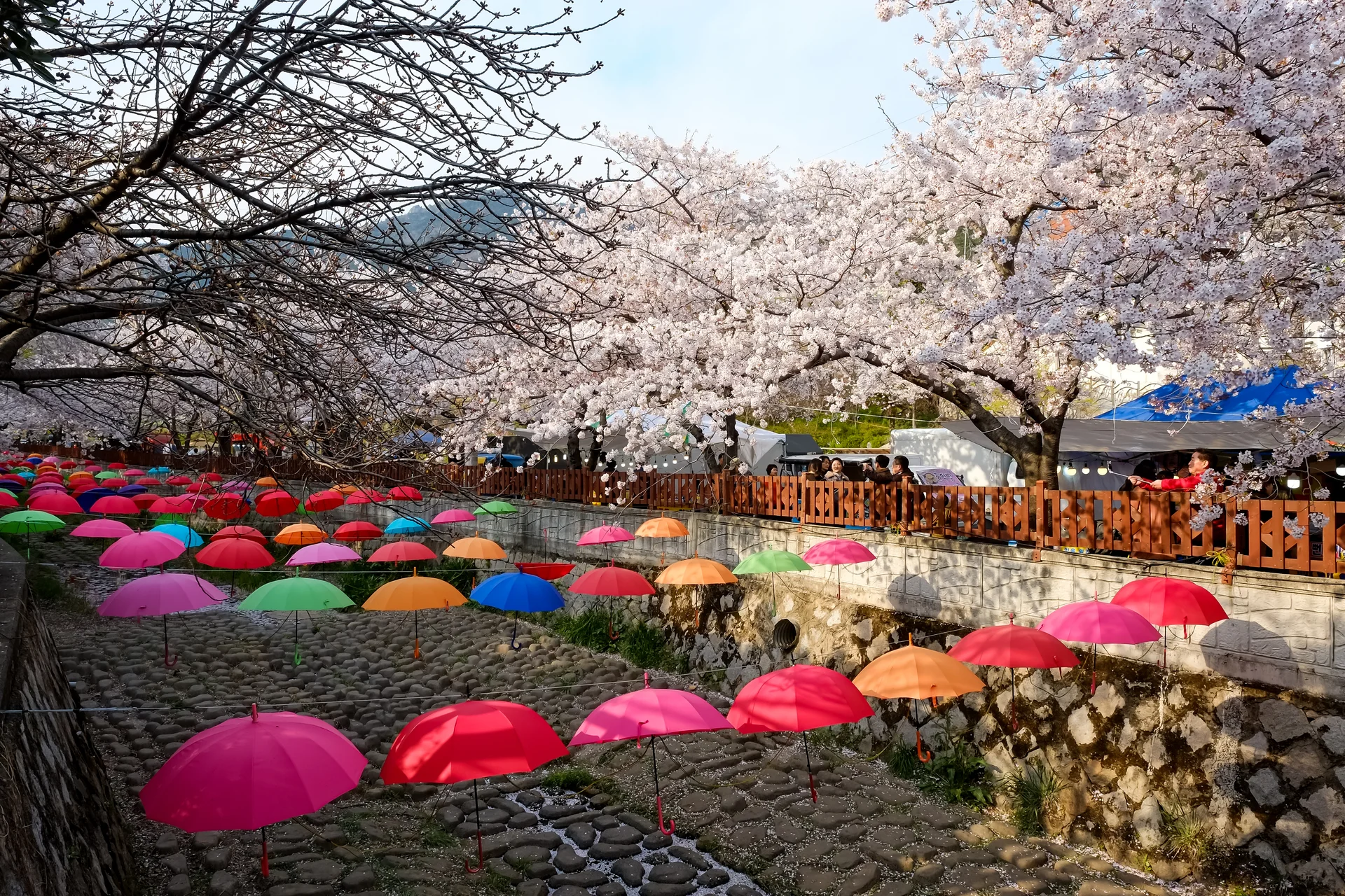 People Walk Jinhae Gunhangje Festival Busan Korea. People wallpaper. 4896×3264px. Free download for personal use.