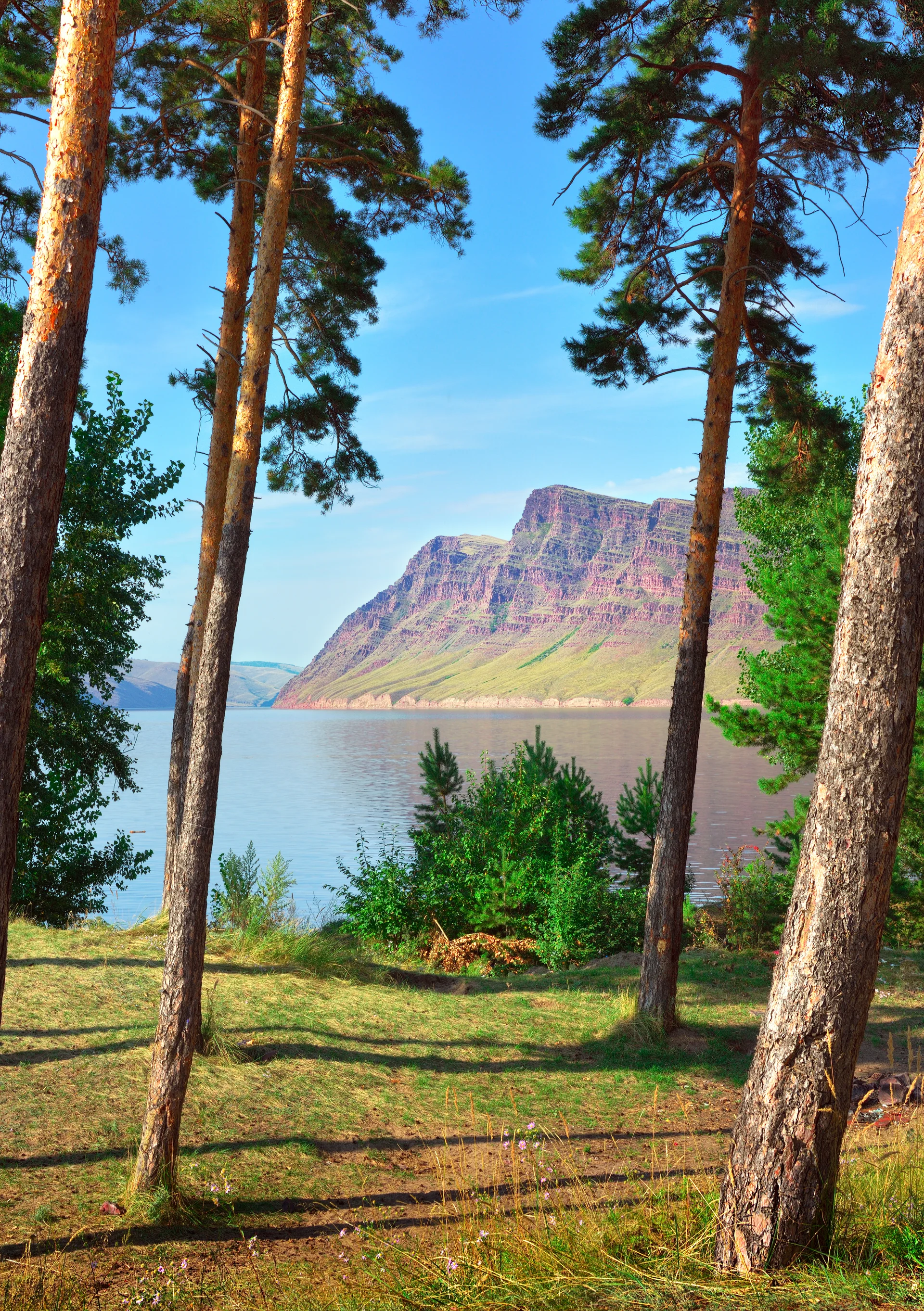 Pine Trunks Blue Sky Red Rocks Distance Krasnoyarsk Territory Siberia Russia. Nature wallpaper. 3382×4800px. Free download…
