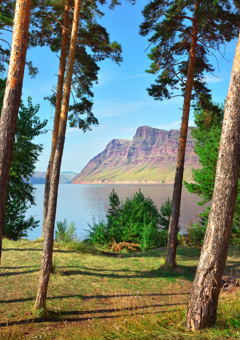 Pine Trunks Blue Sky Red Rocks Distance Krasnoyarsk Territory Siberia Russia