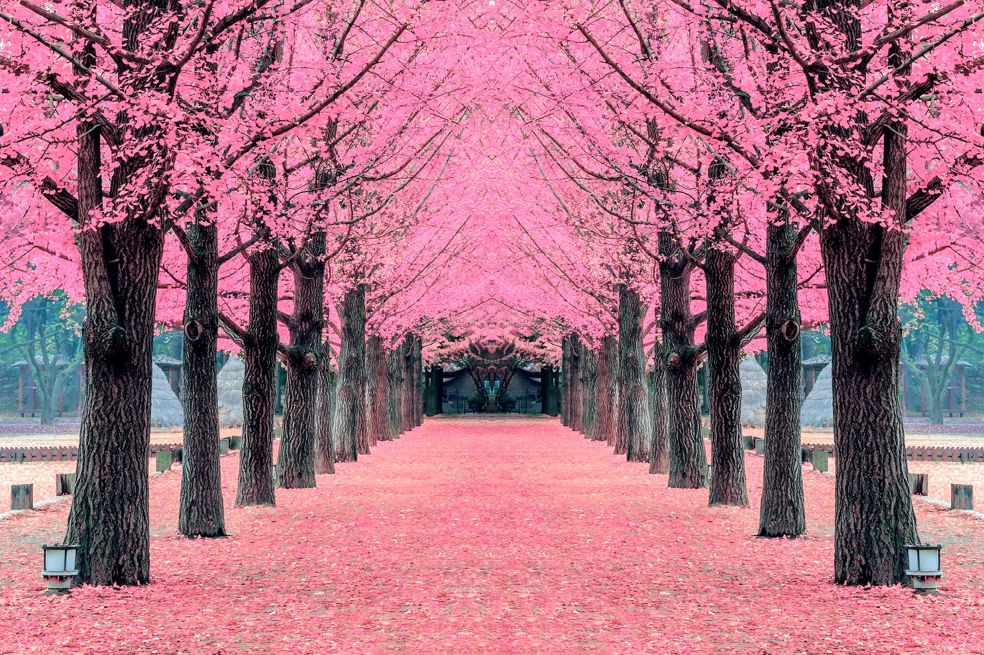 Pink Tree Nami Island Korea. Nature wallpaper. 4928×3280px. Free download for personal use.