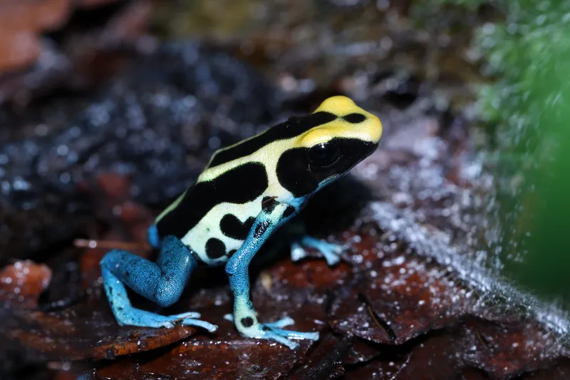 Poison Dart Frog Dendrobates Tinctorius Patricia Closeup