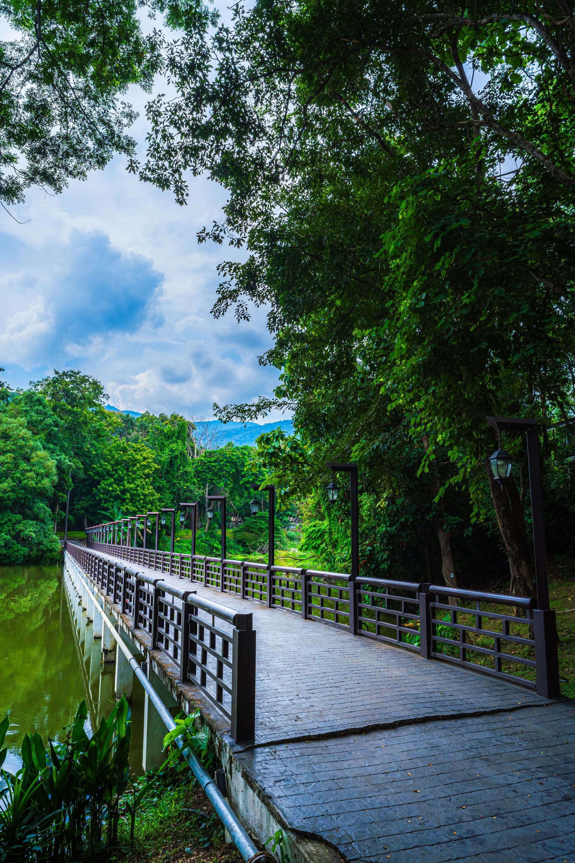 Public Place Leisure Travel Landscape Wooden Bridge Lake Views Ang Kaew Chiang Mai University Doi Suthep Nature Forest Mou…