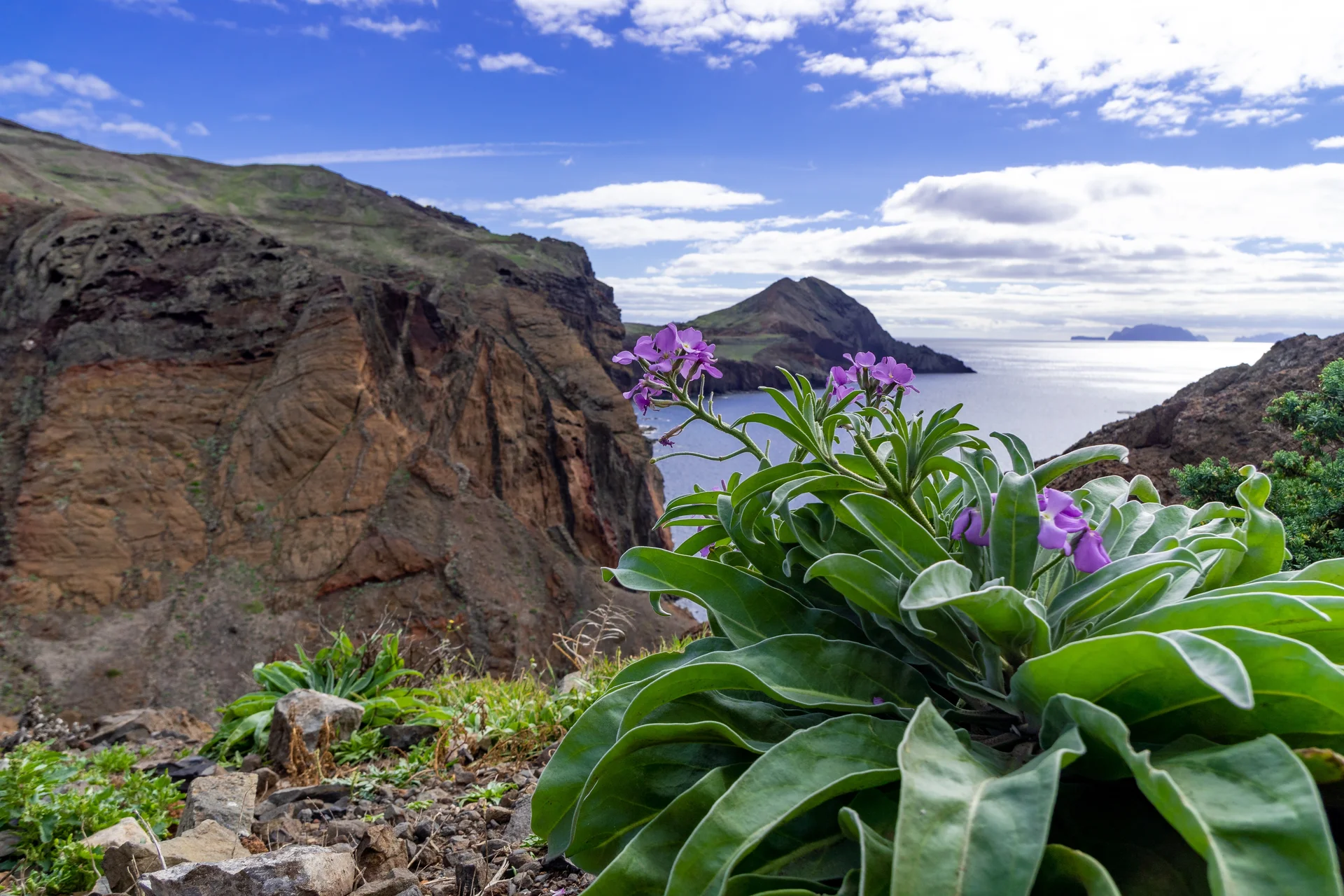 Purple Flowers With Beautiful View Madeira Island Portugal. Nature wallpaper. 5641×3761px. Free download for personal use.